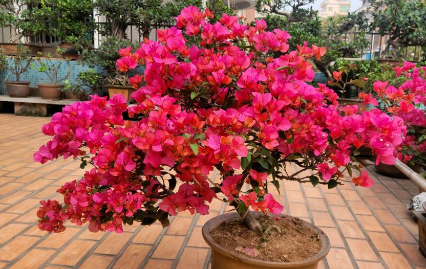 黄叶病如何阻止,黄叶烂根花怎么养最佳图文