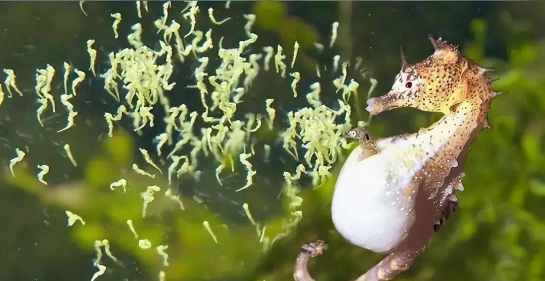 漂亮的神秘海马,神秘海马