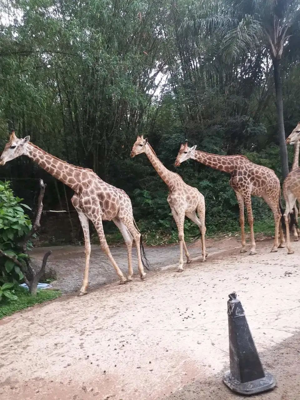 长隆欢乐世界必刷项目,广州长隆动物园必刷项目