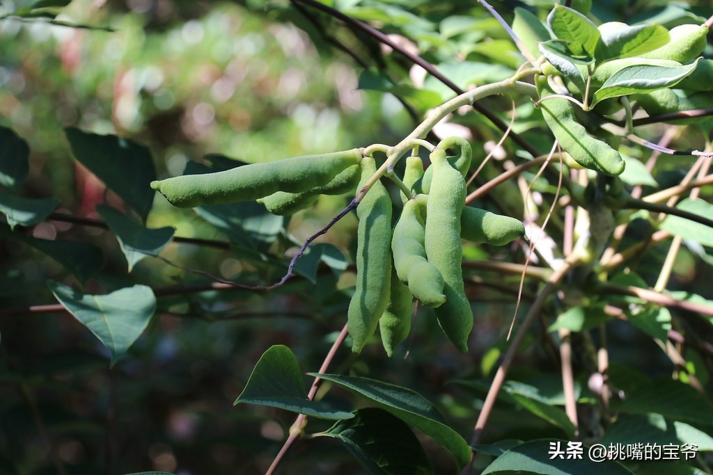 这种蓝色水果被称猫儿屎，国外人叫蓝色香肠果，原产于我国云贵川