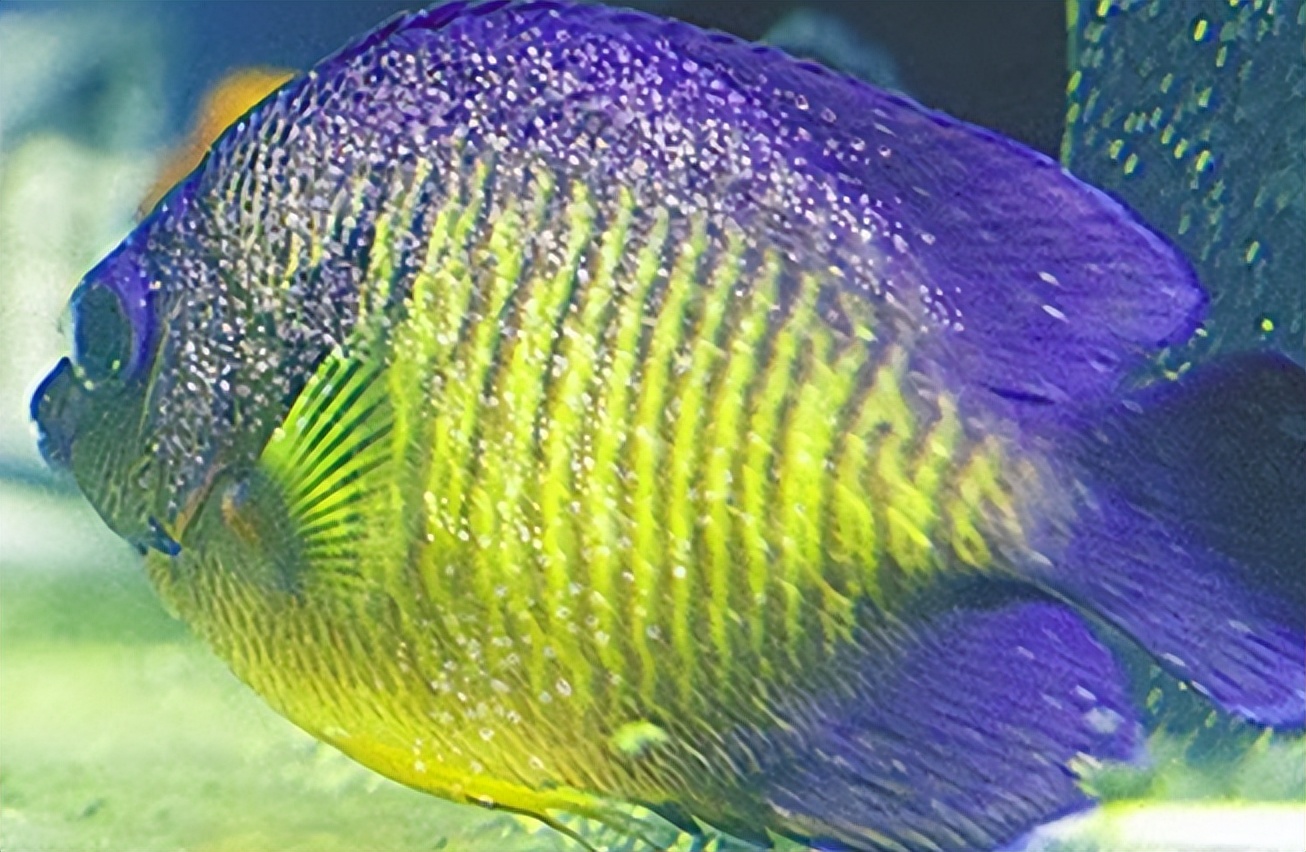 海缸白点病原因,海缸白点越来越多