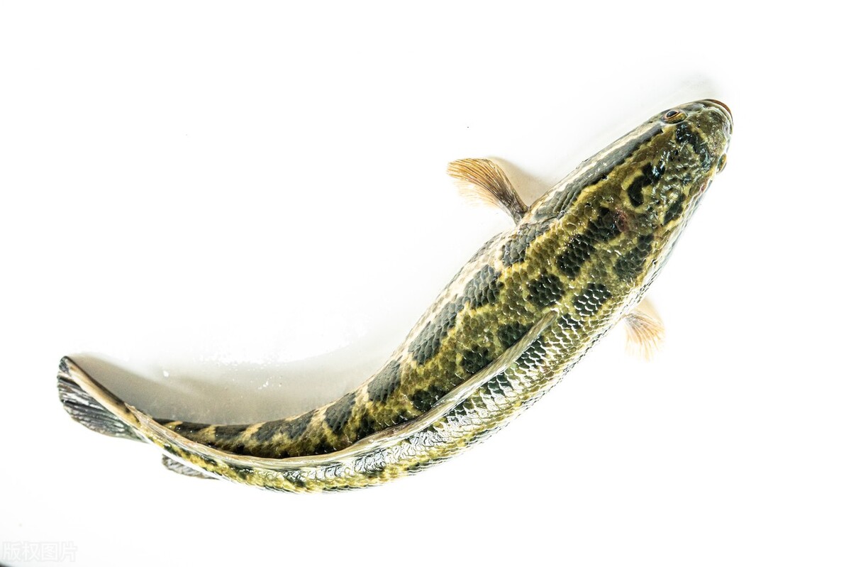 黑鱼不放水可活多久 (黑鱼为什么可以在空气中存活很久)