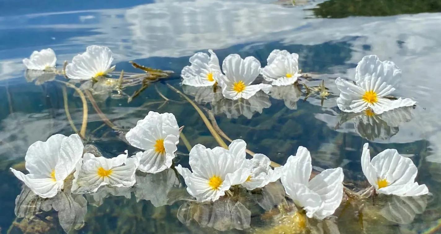 小众却又惊艳的诗词,关于百花的诗词