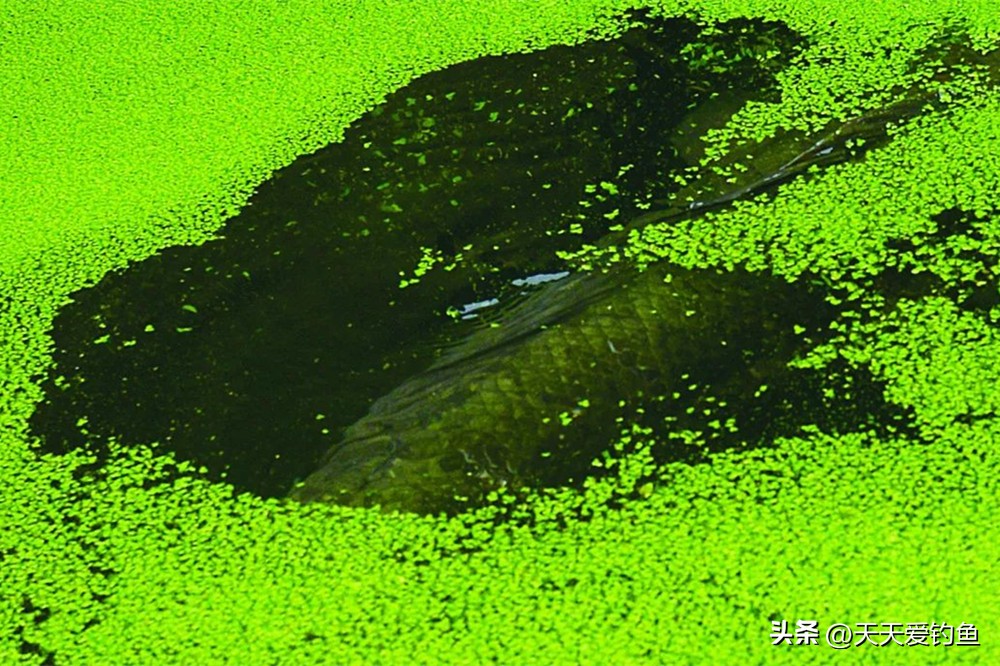 钓黑鱼的方法与技巧不用路亚,野钓黑鱼怎么选择钓位最好