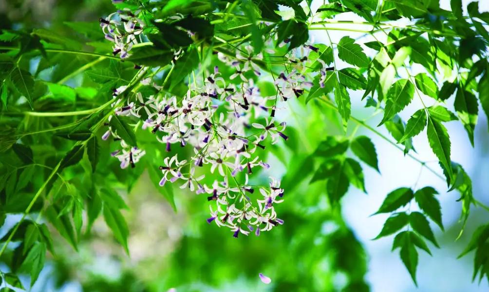 咏楝花的古诗词,有关楝花的诗