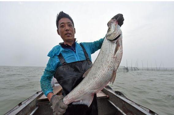 渔民抓到一条百万大鱼,渔民捕到重达几百斤的大鱼