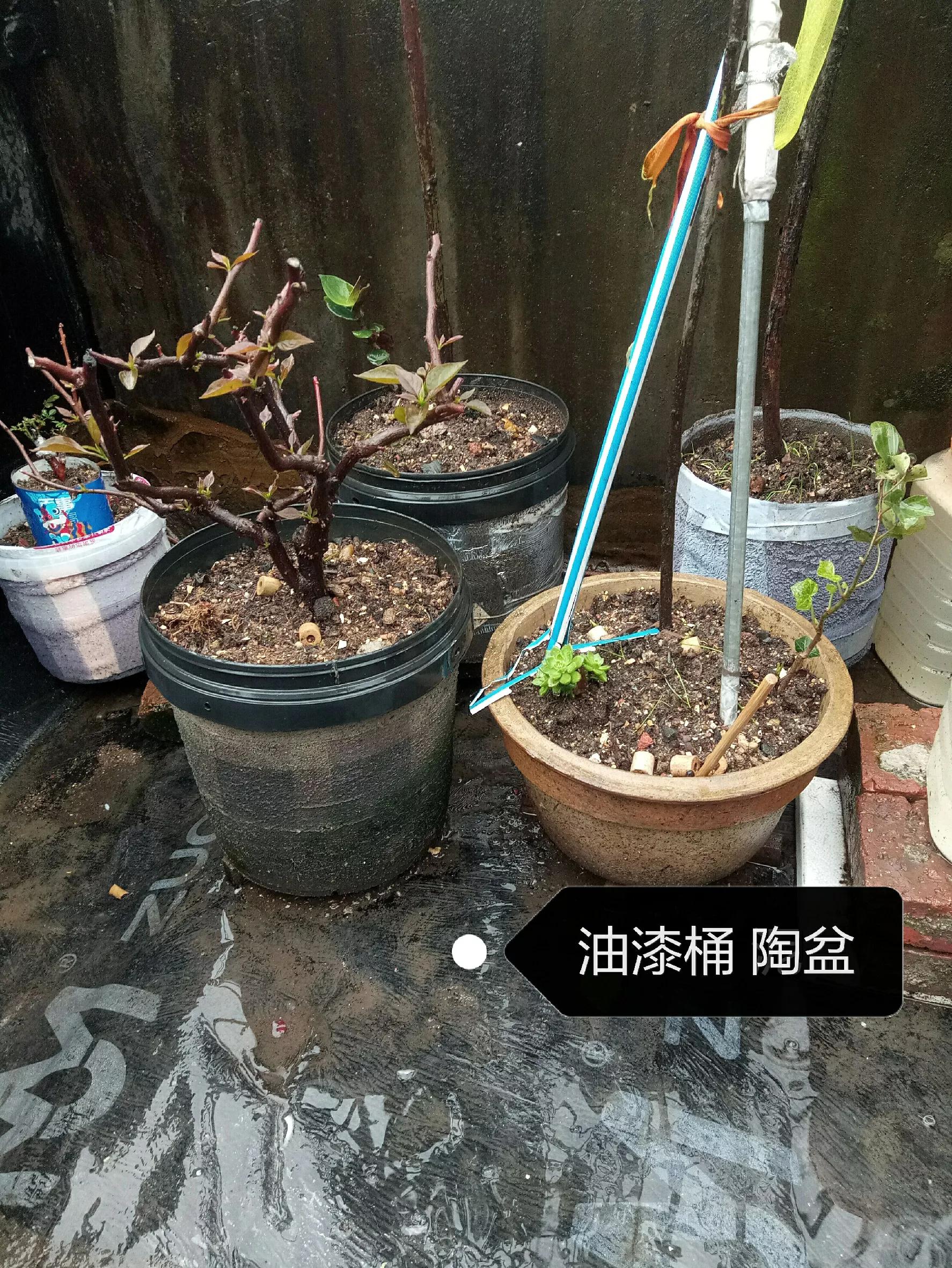 怎么选择合适尺寸的花盆,花盆各个部分讲解