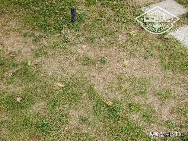 草坪越冬一般留多长,早熟禾草坪怎么越冬