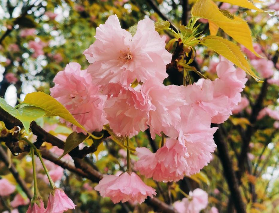 免票最新信息,半价免票规则