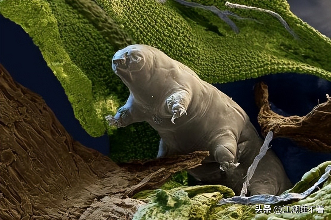 地球上不死的人类,5个地球上存在的不死生物