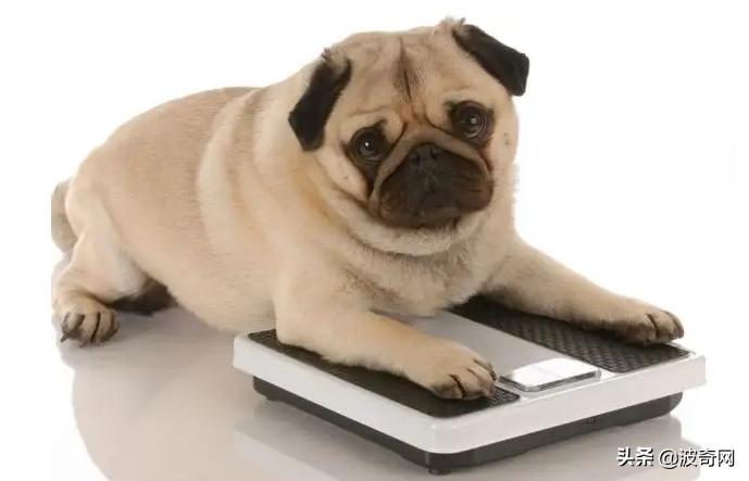 黑心狗厂,黑心宠物繁殖工厂