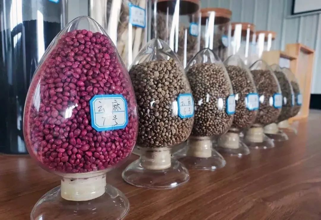 拐枣可以泡水和泡酒,拐枣与肉桂泡酒功效