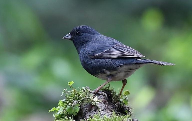 50张最佳鸟类摄影作品,鸟儿大全大图