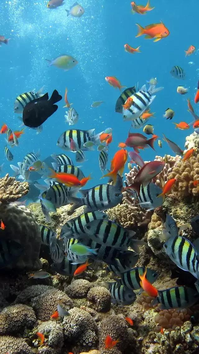 海底世界高清大图壁纸,手机动态海底世界鱼壁纸