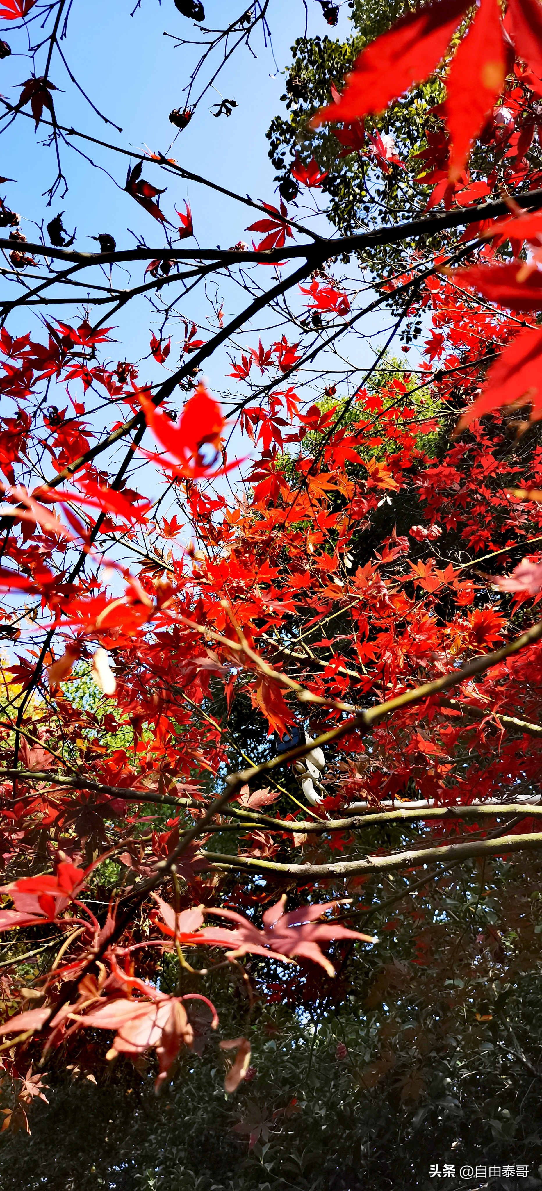 临平最大的亲水公园,临平最好公园排名