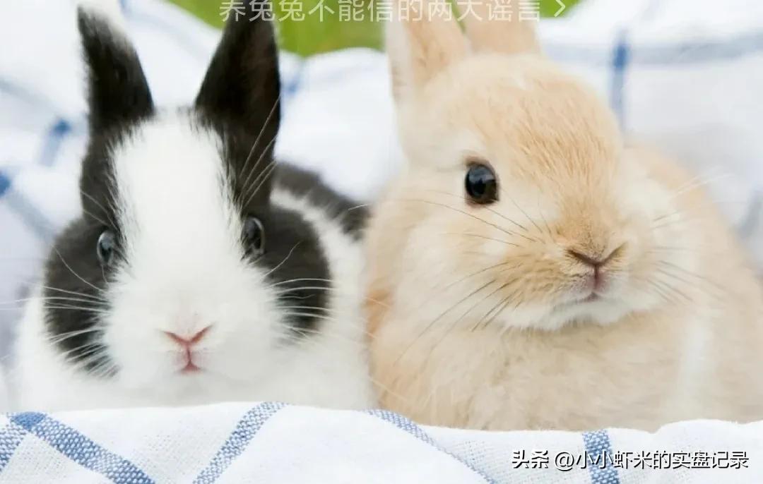 新股什么时候卖出合适,新股上市多久卖出