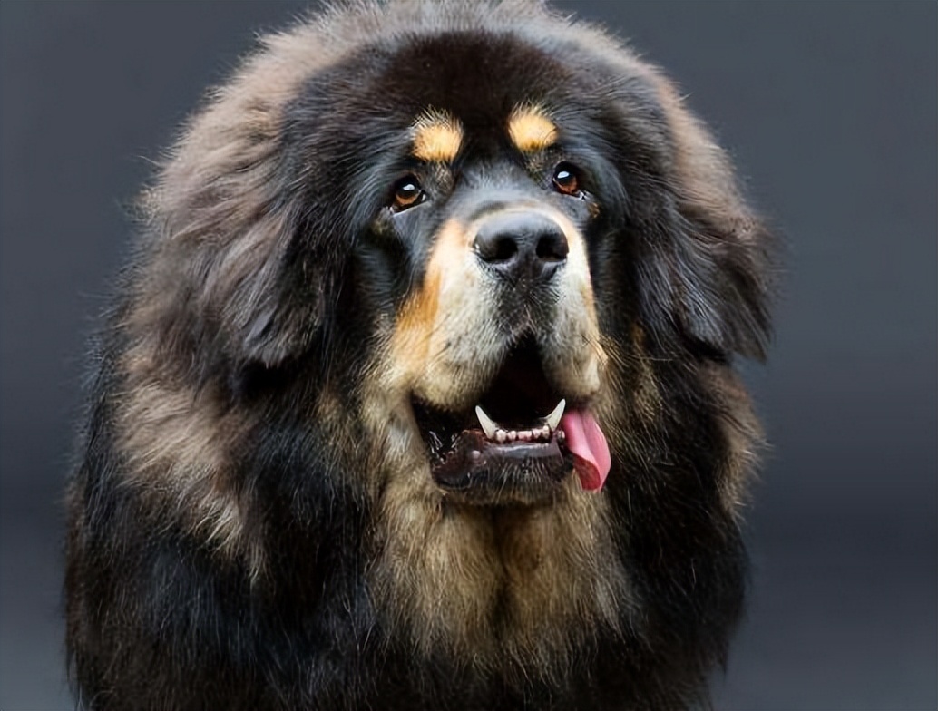 十二星座最像什么狗狗,12星座命中注定的狗狗