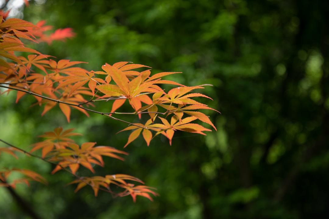 暮春吟全诗的诗意,感遇兰叶春的诗意