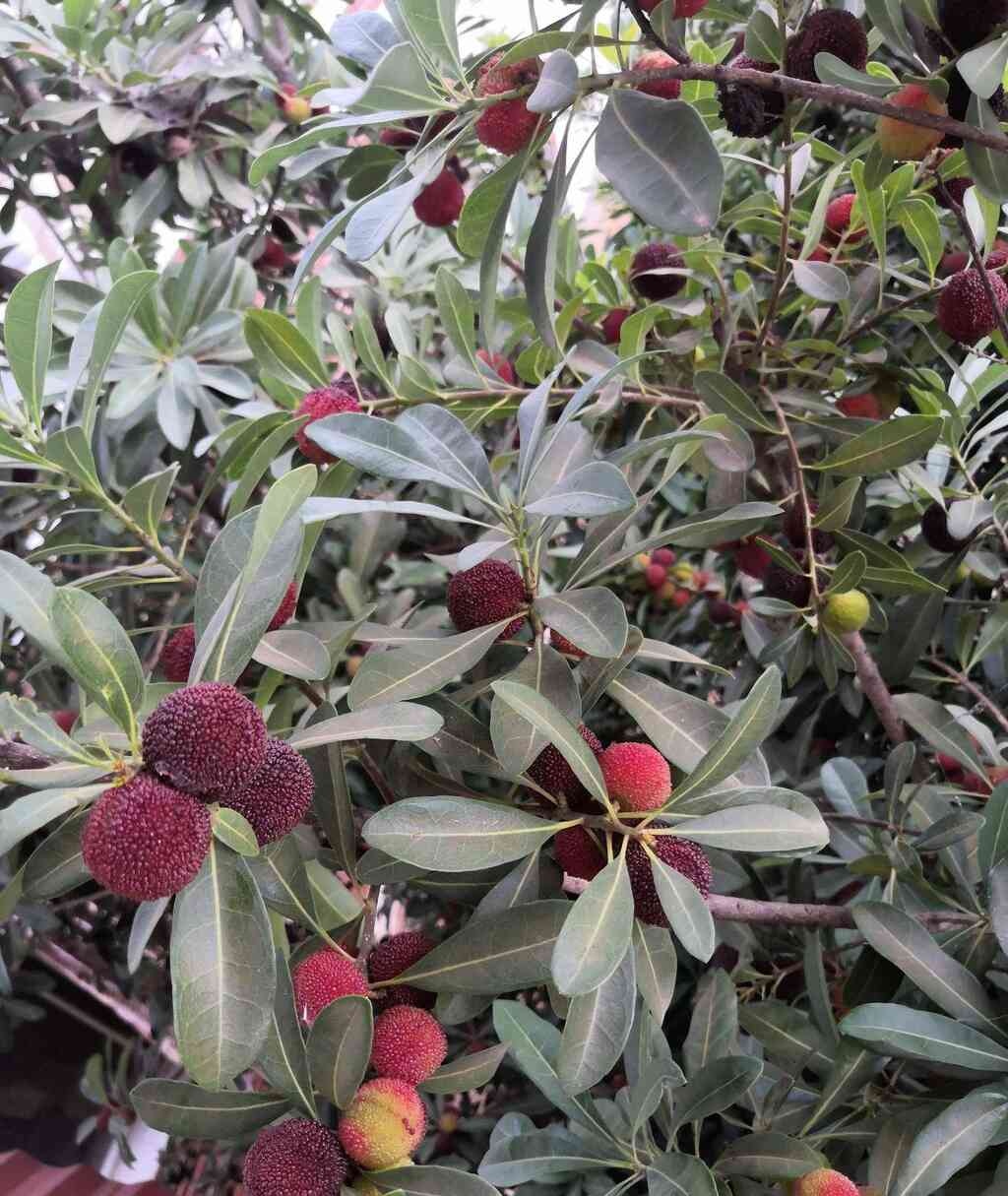 我的知乎首答，献给我大云南