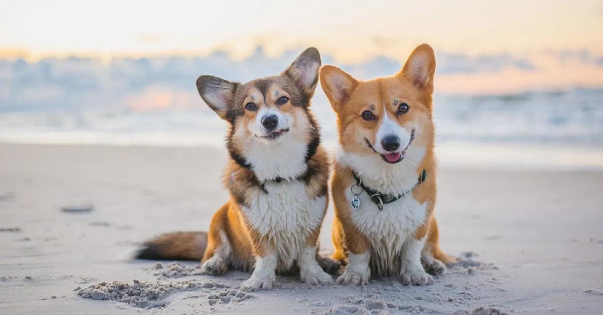 盘点世界十大最聪明的狗狗,全世界最聪明的狗狗十大排名榜