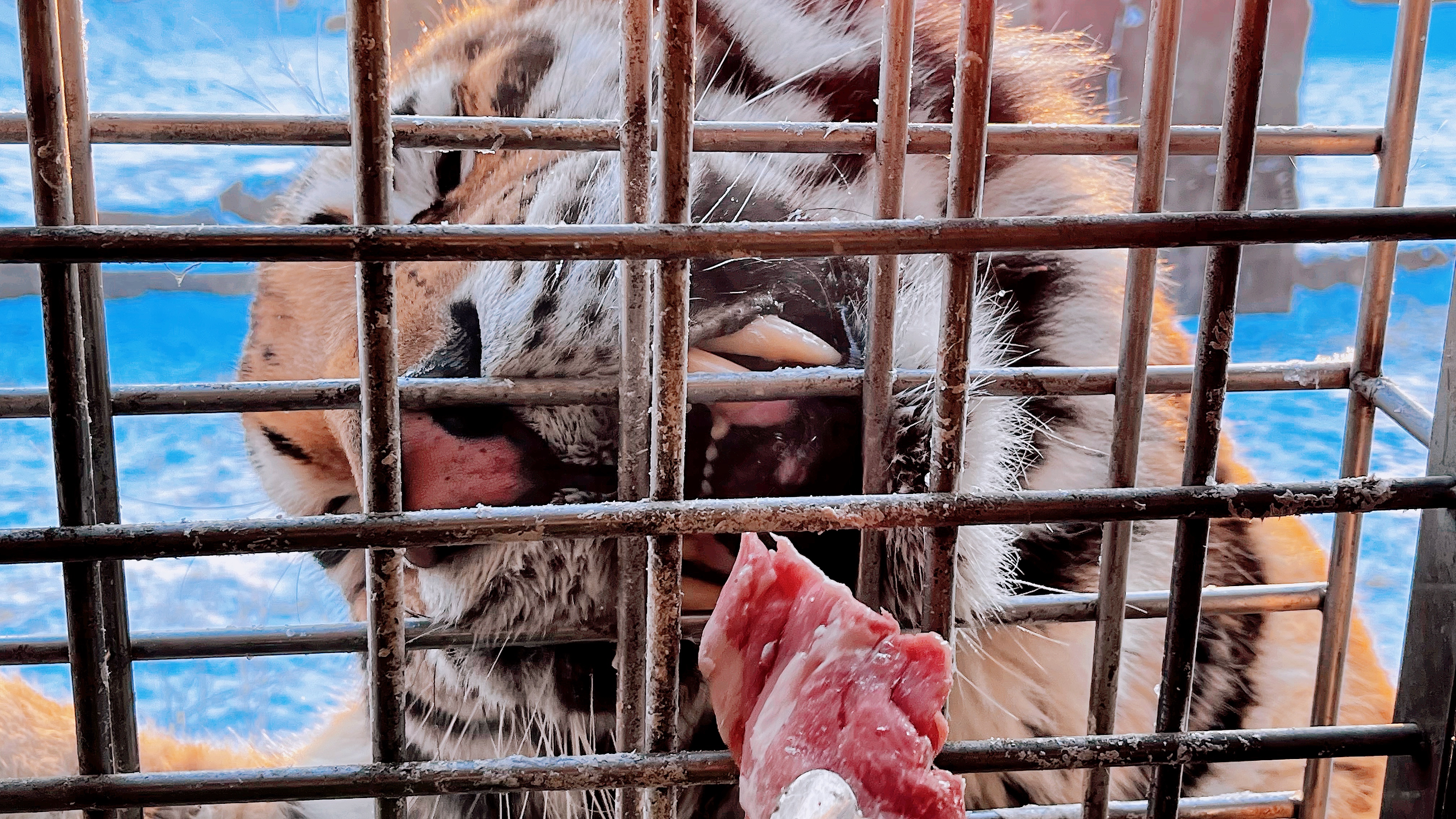来哈尔滨没吃过花钱的烧烤,来哈尔滨带什么特产回去