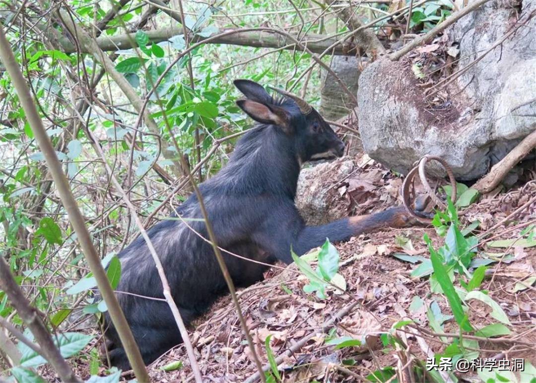 湖北出现多只神兽天马,湖北的天马好吗