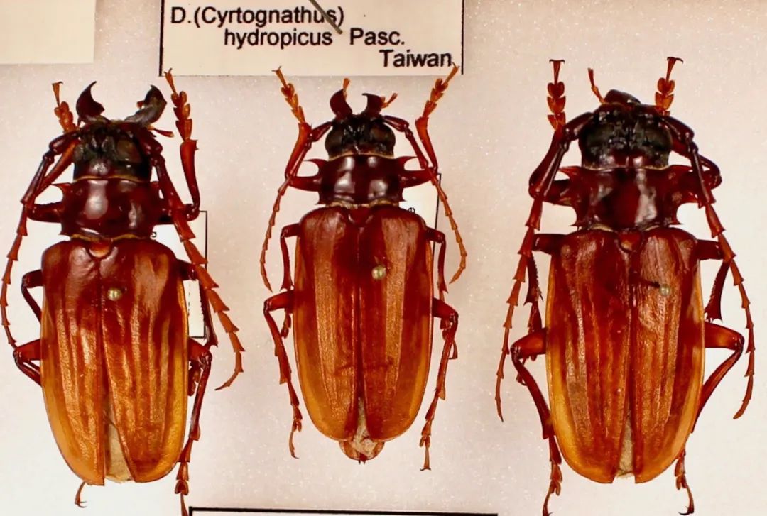 中国天牛图鉴,天牛全程图鉴