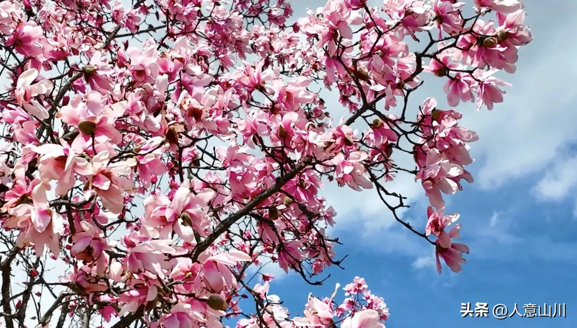 关于木兰花的故事,木兰花的故事