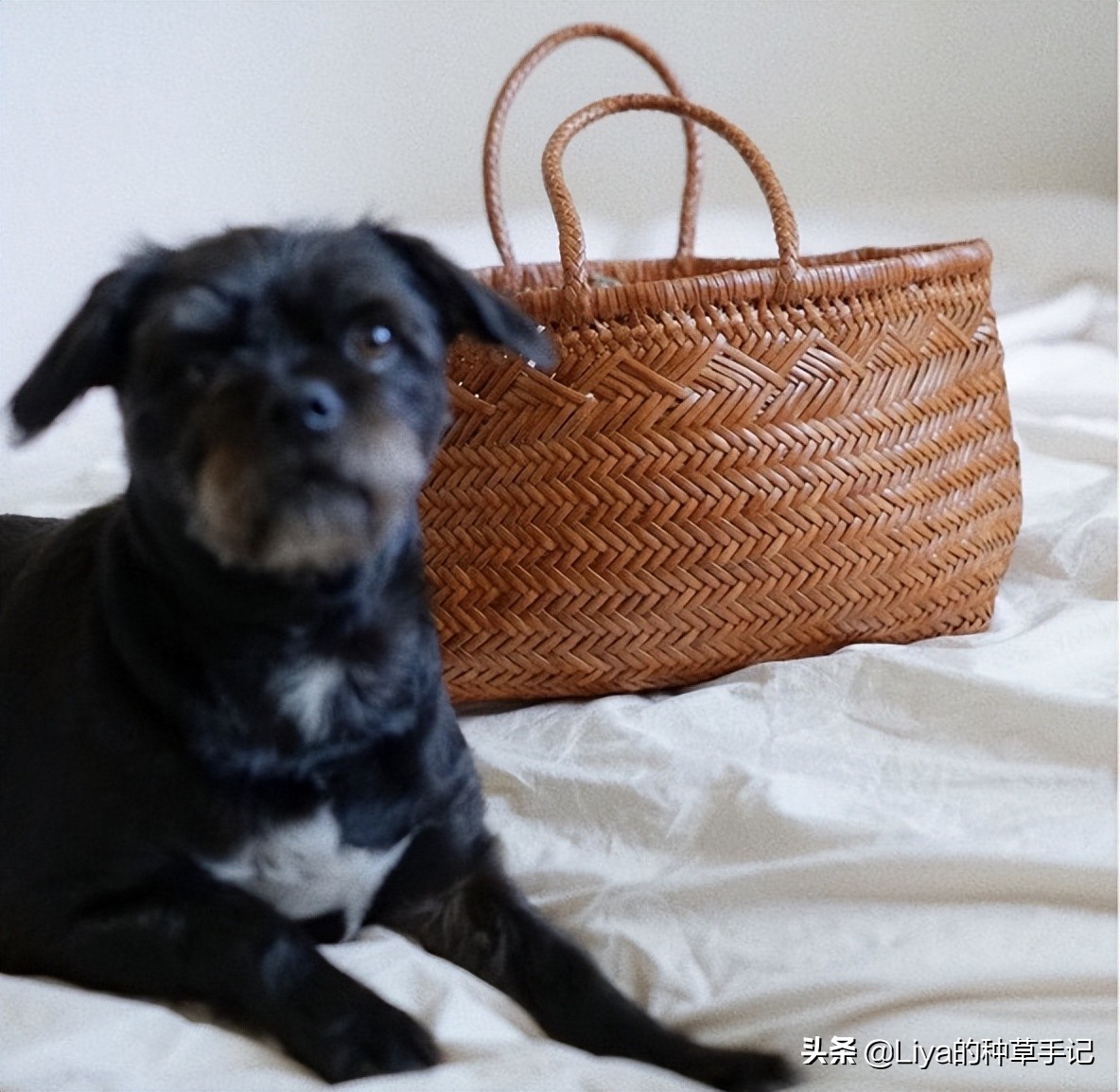 夏天必备的草编包清爽又百搭,草编包高级感时尚漂亮