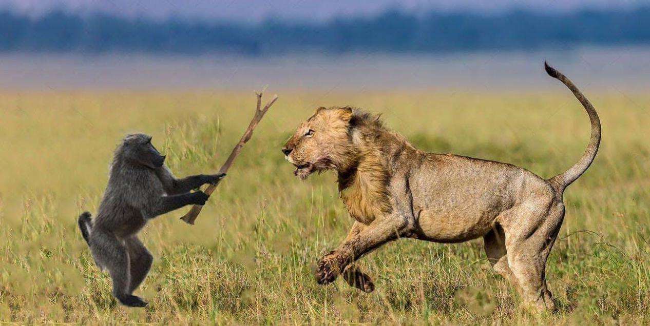 老虎和狮子晚年,狮子和老虎成年期一样吗