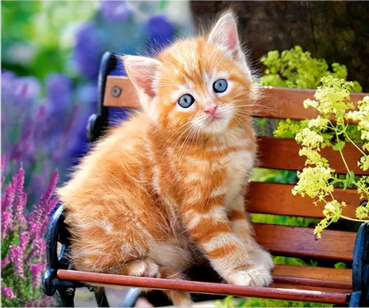 猫咪乳腺结节,猫咪乳腺硬块怎么消除