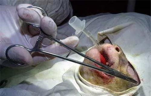 全球第一个换头成功的瘊子手术,首例换头的猴子