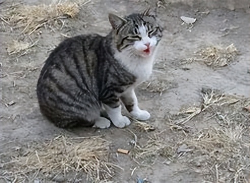 中华田园猫和虎斑猫的区别,中华田园猫太挑食了怎么办