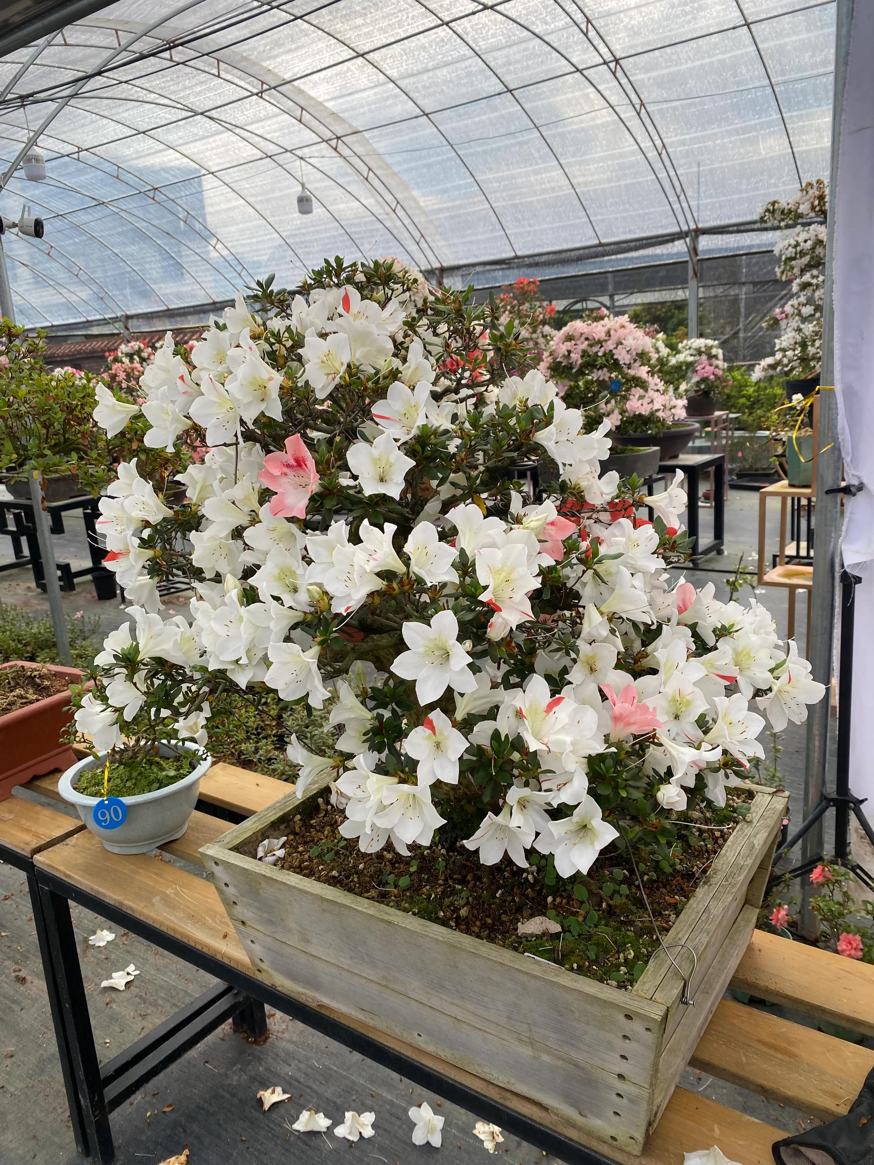 皋月杜鹃花图片大全,皋月杜鹃新品种视频