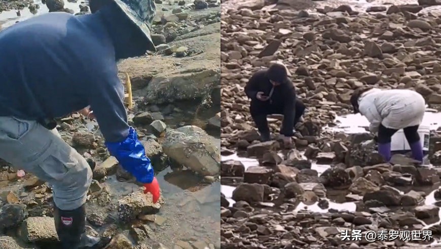 烟台赶海人一晚捞千余斤海肠吃,男子通宵赶海捡80斤海肠