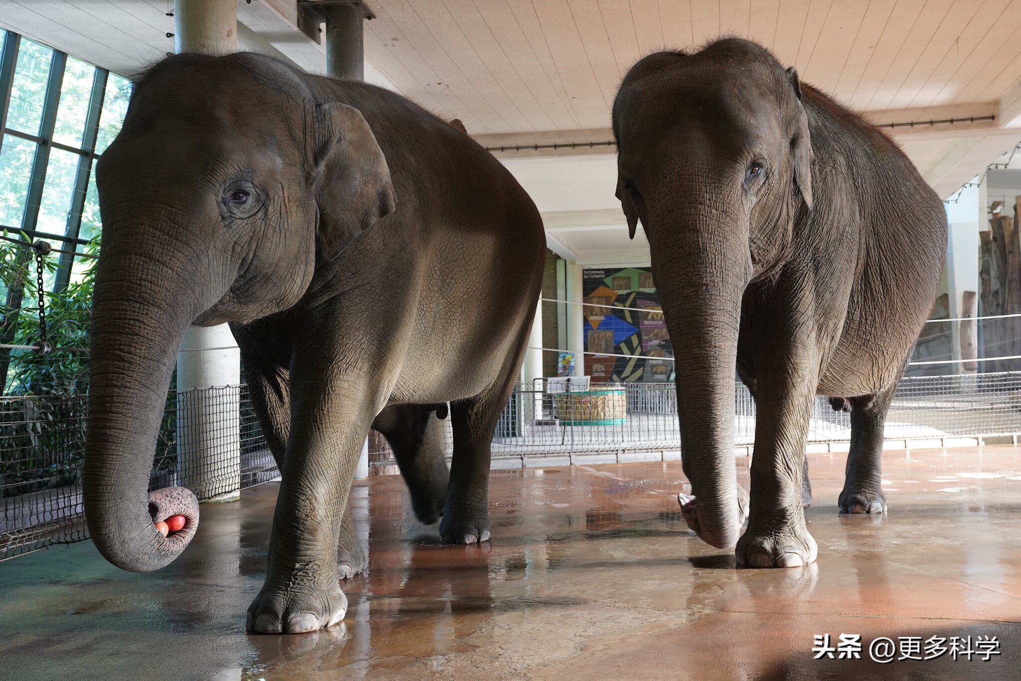 解密大象大脑如何控制鼻子活动？非洲象与亚洲象的区别