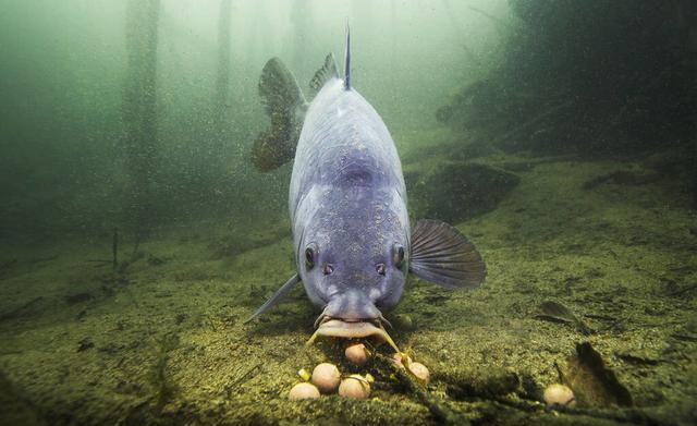不同鱼情不同钓法,不同鱼适合的吃法