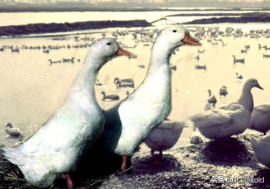 正宗便宜坊烤鸭,百年飘香老味道