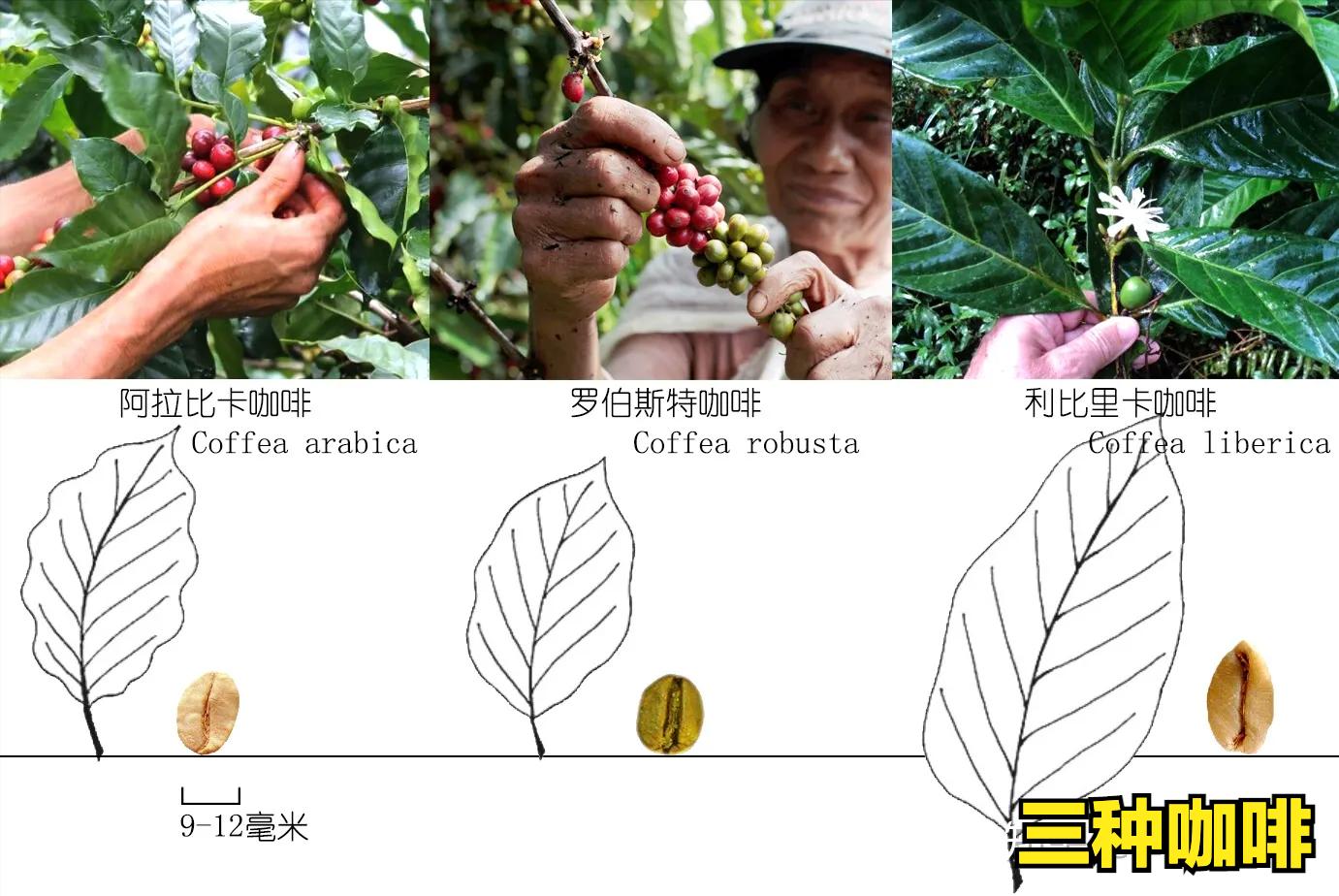 新手入门买什么咖啡豆,咖啡爱好者咖啡豆选购