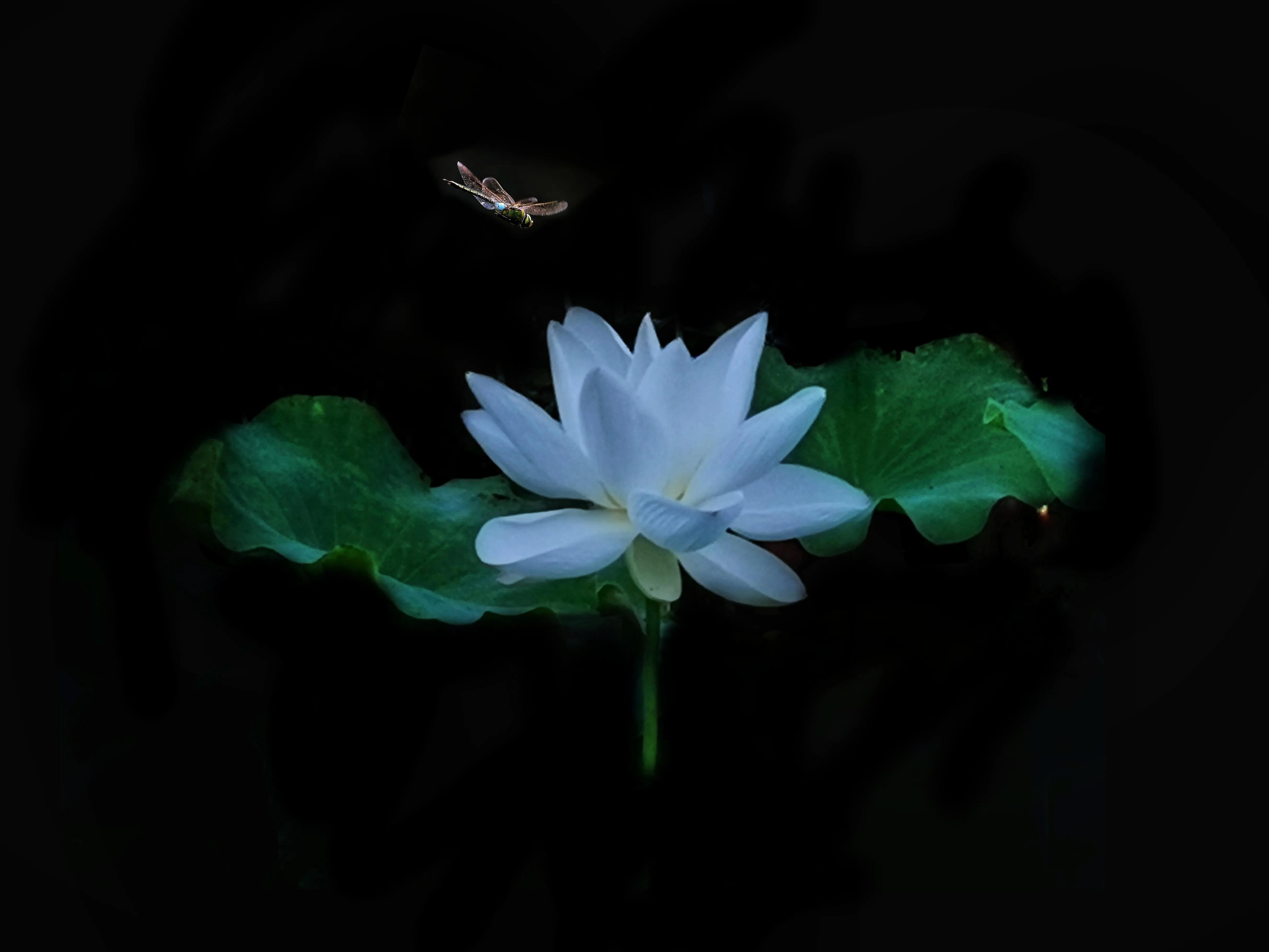 百花酿诗韵芬芳留人间（一）