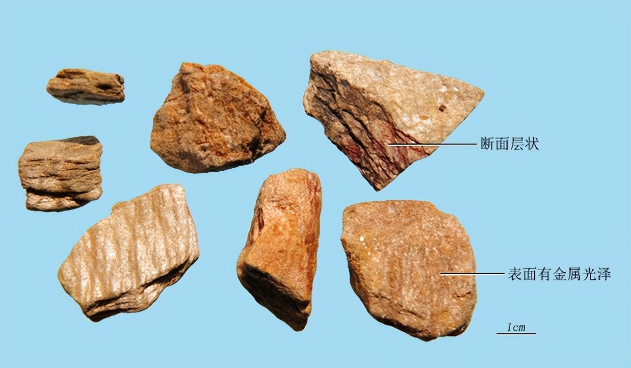 带你识别石斛,带你识别丁香