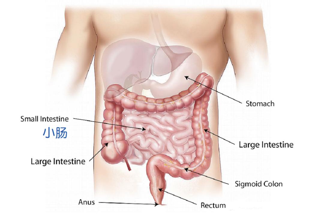 反复腹胀吃什么药最好,腹泻时胃胀气怎么处理