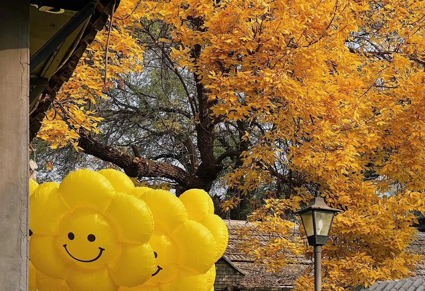 胡同逛游指南，在北京这4条胡同里邂逅别样秋色