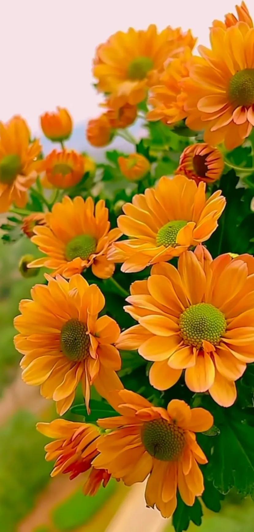 好养眼的花图片,让人惊艳的花草图片