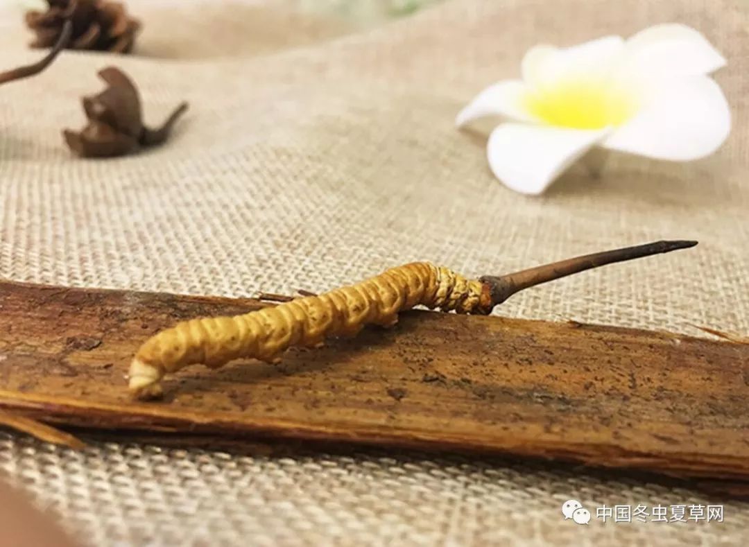 2024年冬虫夏草一斤价格多少,冬虫夏草干草最新价格行情