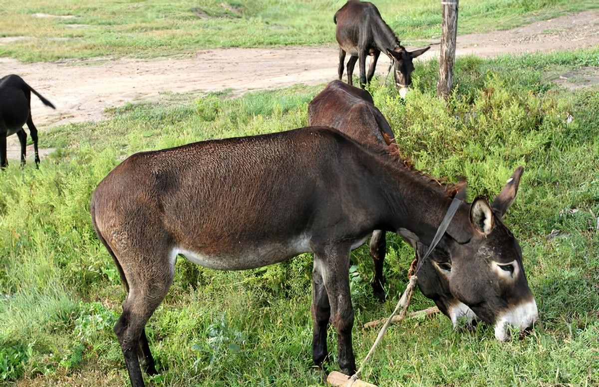 驴浑身是宝顺口溜,现在驴的市场低迷养驴可以吗