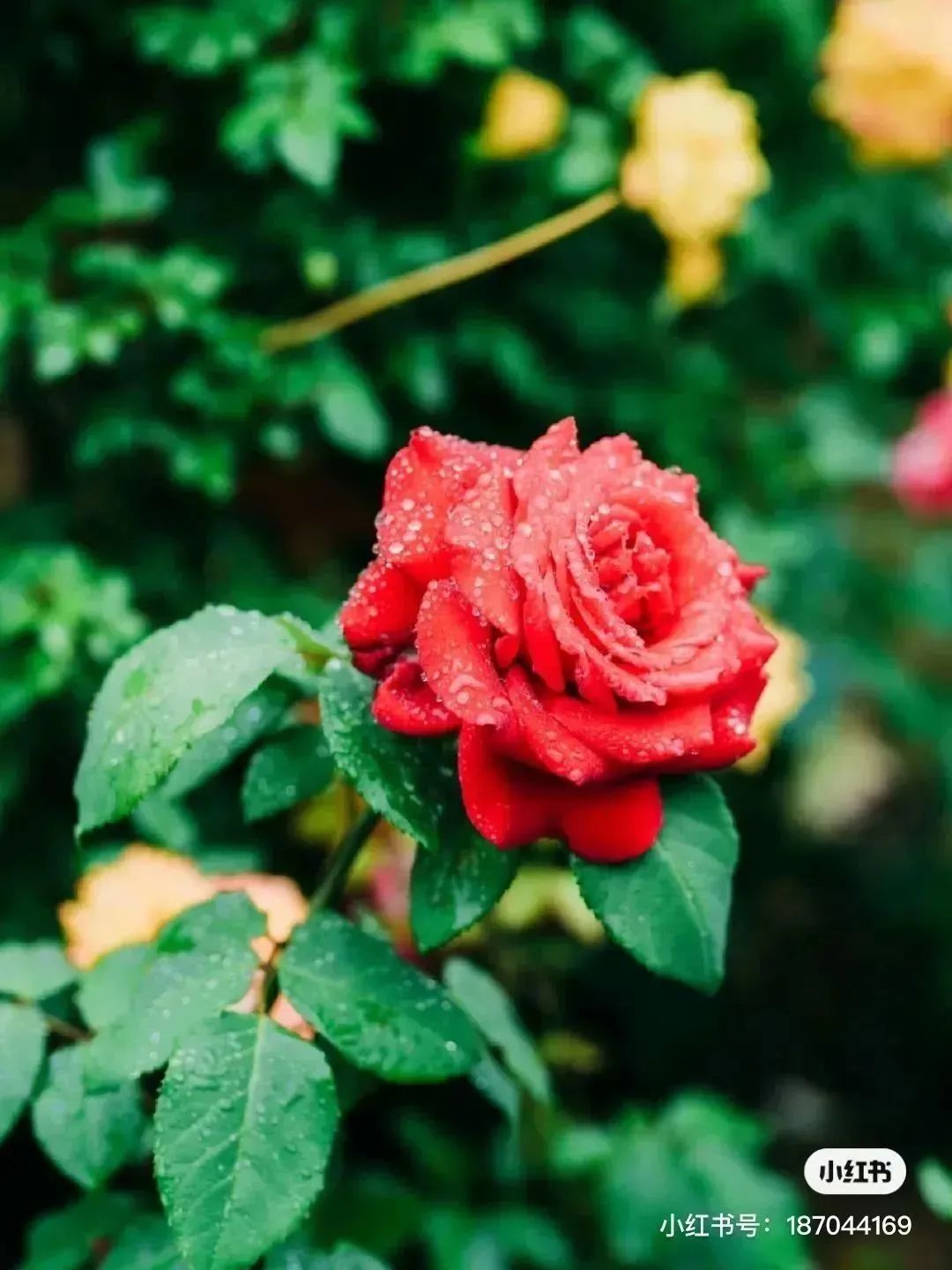 月季花开娇艳无比,月季花开得正烂漫