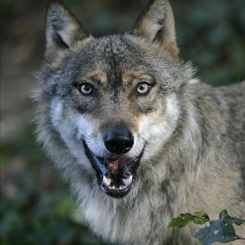 狼群捕杀小野牛,草原孤狼攻击小牛犊