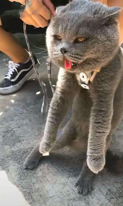 中暑猫咪急救办法图片大全,夏天气温高猫咪怎么降温