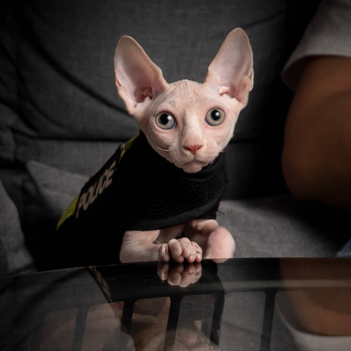 什么猫有灵性又好养,猫界脾气最好的猫是什么